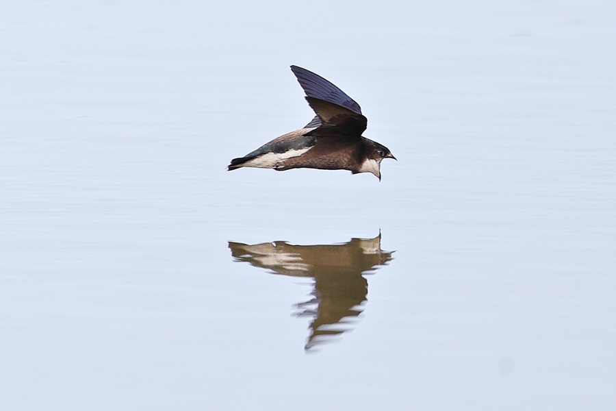 ハリオアマツバメ (大口開けて) 2016-7月_d0347517_00023894.jpg