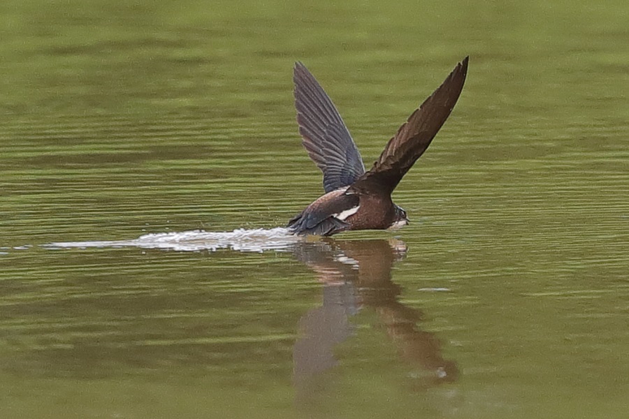 ハリオアマツバメ (大口開けて) 2016-7月_d0347517_00025007.jpg