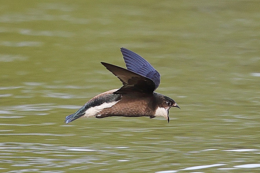 ハリオアマツバメ (大口開けて) 2016-7月_d0347517_00031938.jpg