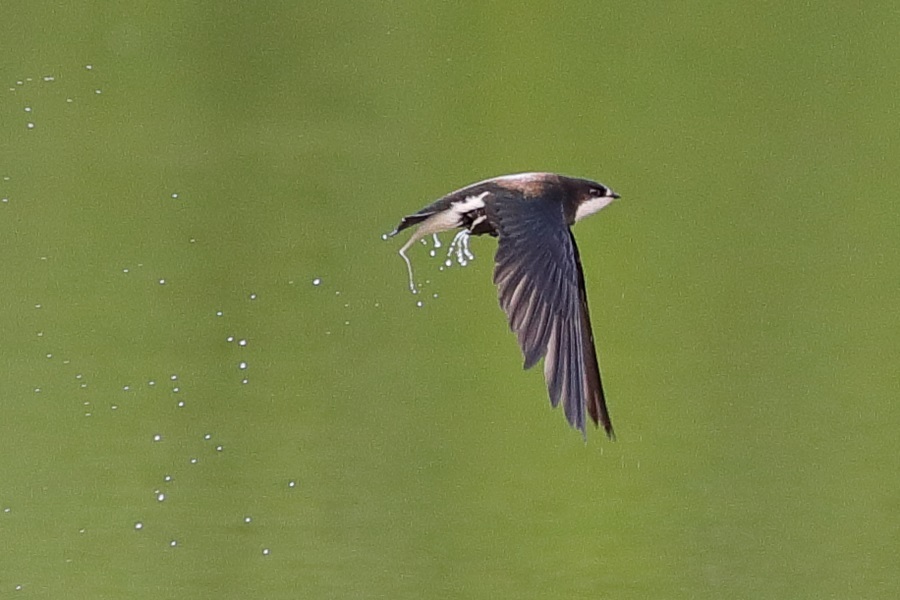 ハリオアマツバメ ③ 2016-7月_d0347517_22560091.jpg