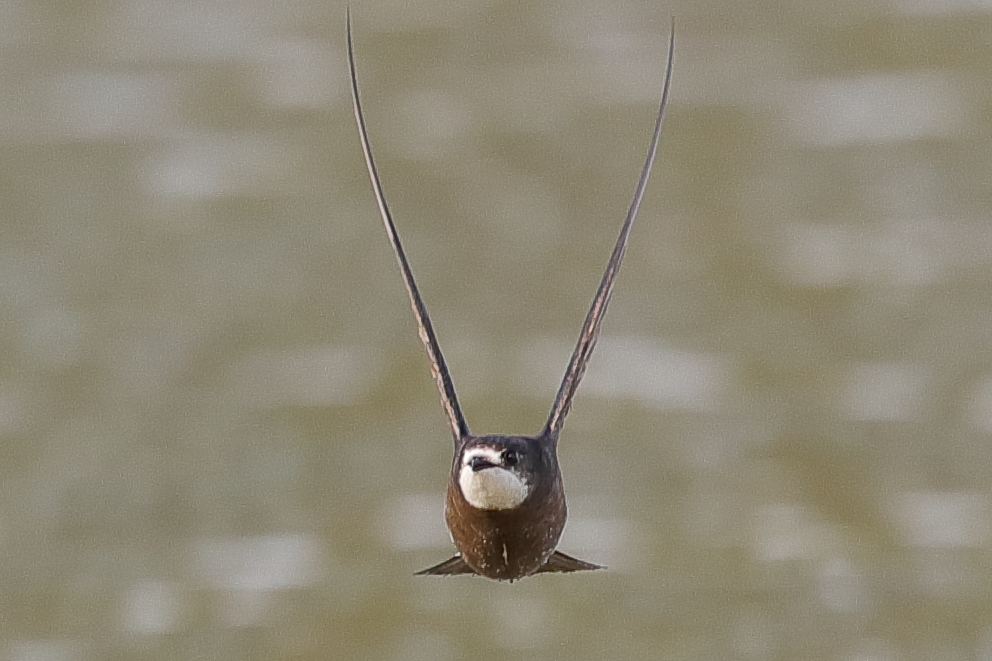 ハリオアマツバメ ③ 2016-7月_d0347517_22562283.jpg