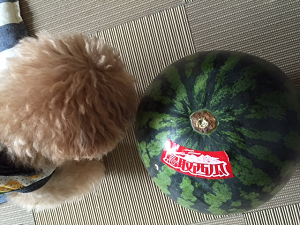 b0197418_20092968.png