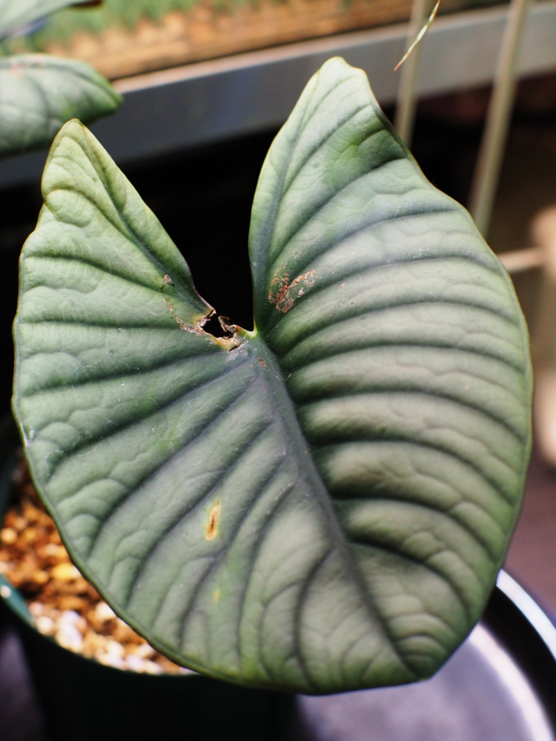 アロカシア インペリアリス Alocasia Imperialis 57404 アロカシア インペリアリス Alocasia Imperialis 57404