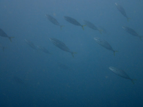 2016年7月13日(曇り)甲浦_d0164831_15435413.jpg