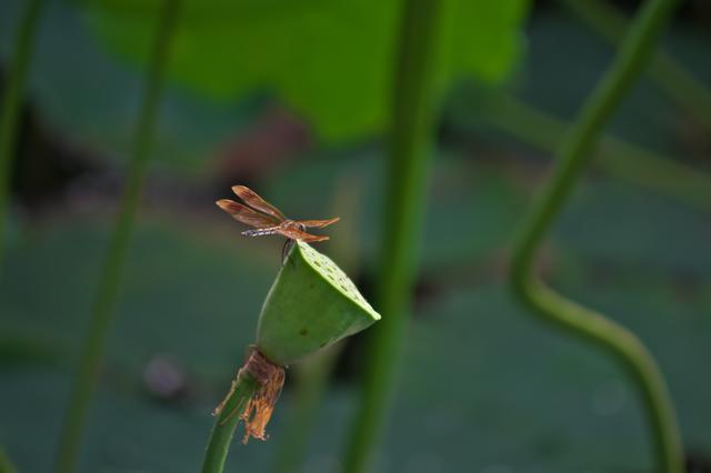 蓮華寺池公園のオビトンボ_c0309734_09044493.jpg