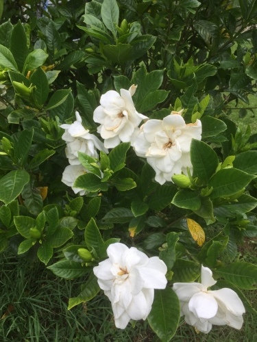 b0369239_12450523.jpeg