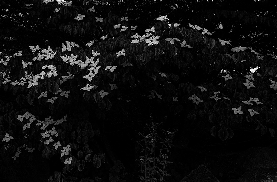 c0035245_21230475.jpg