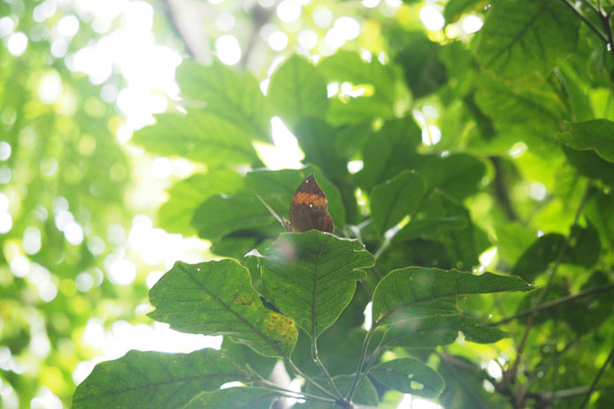 幻惑困惑　コノハチョウ　　　　　　　　　　　　　　　　　　沖縄県・石垣市_d0149245_16202665.jpg