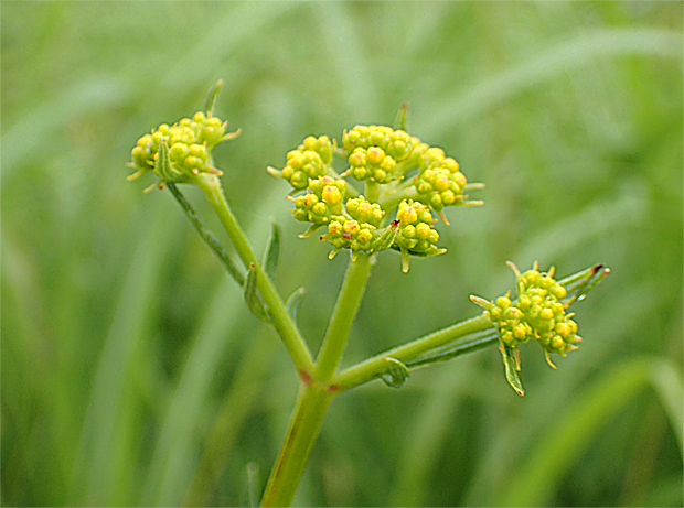 花の火曜日・花火の日_f0214649_141407.jpg