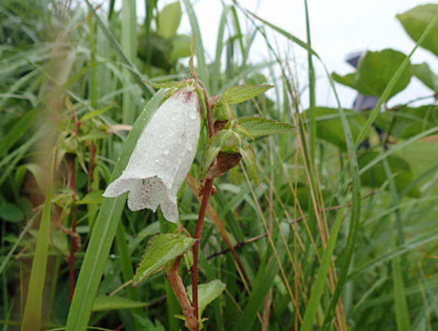 花の火曜日・花火の日_f0214649_14211063.jpg