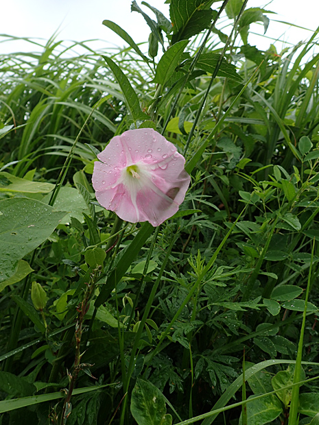 花の火曜日・花火の日_f0214649_14414495.jpg