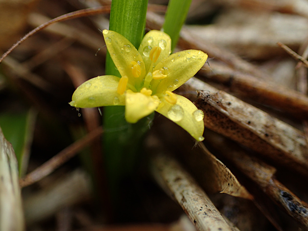 花の火曜日・花火の日_f0214649_1461559.jpg