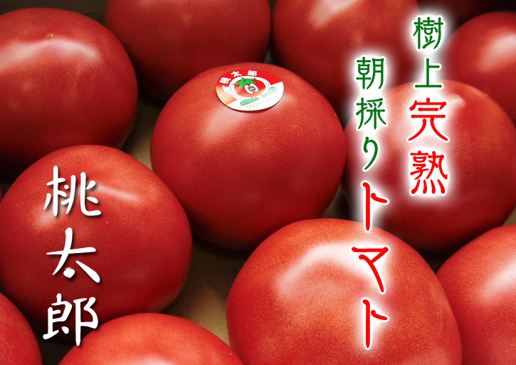 樹上完熟の朝採りトマト　平成29年度よりの販売に変更いたします！_a0254656_16254892.jpg