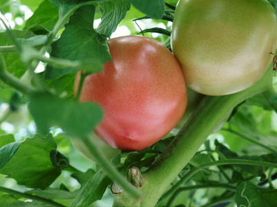 樹上完熟の朝採りトマト　平成29年度よりの販売に変更いたします！_a0254656_1751475.jpg