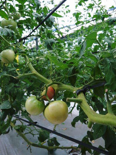 樹上完熟の朝採りトマト　平成29年度よりの販売に変更いたします！_a0254656_1793347.jpg
