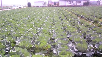 暑い時期の定植は活着をスムーズに！！_b0164360_10470074.jpg