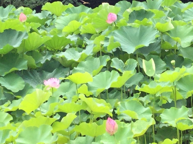 毘沙門さまとの出会い 良いこと、悪いこと_c0348065_07263431.jpeg