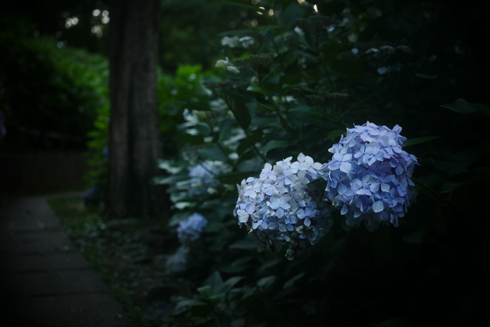  紫陽花　2016　山田池公園　_f0021869_2331087.jpg