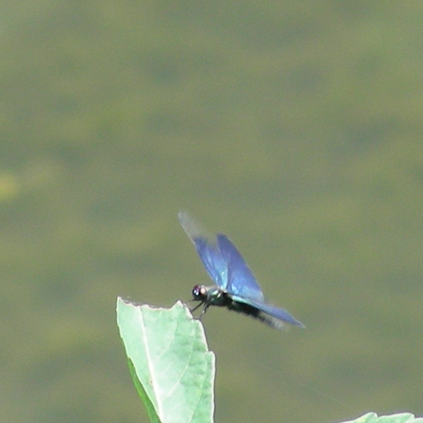 b0305770_11432964.jpg