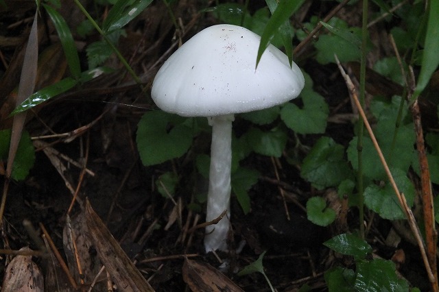 ドクツルタケ 16 7 13 舞岡公園の自然２