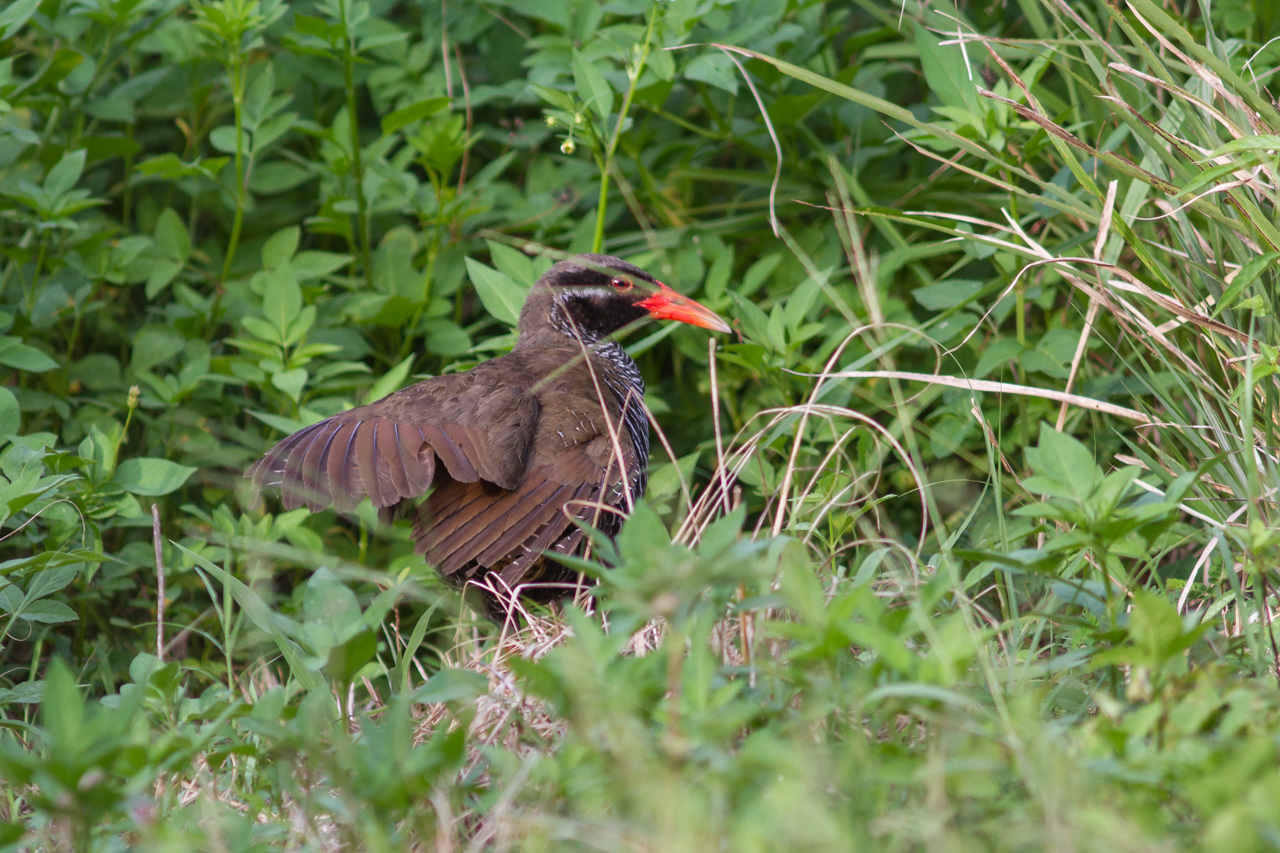 ヤンバルクイナⅡ (沖縄旅行その5)_a0052080_11094552.jpg