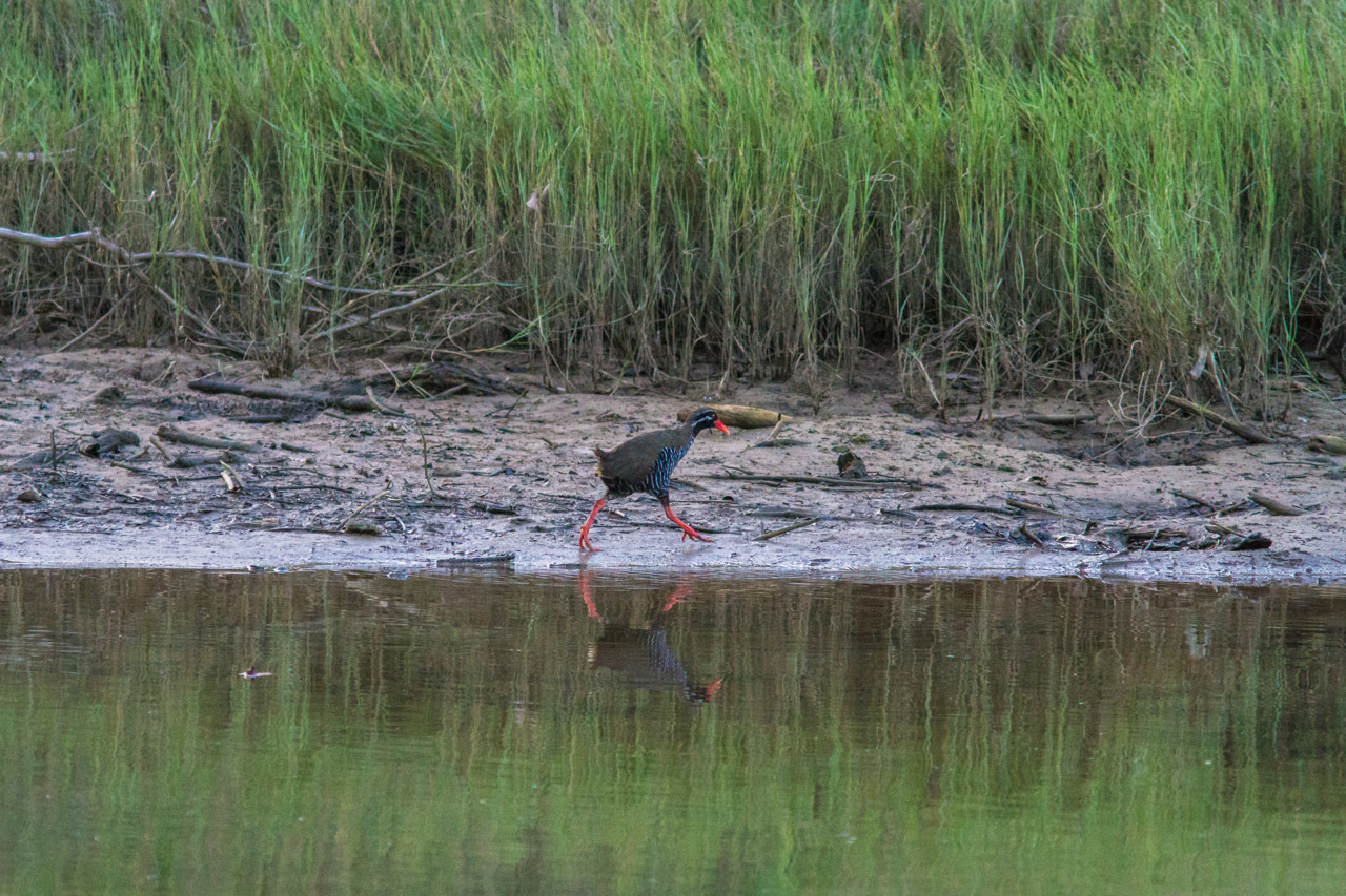 ヤンバルクイナⅡ (沖縄旅行その5)_a0052080_11103944.jpg
