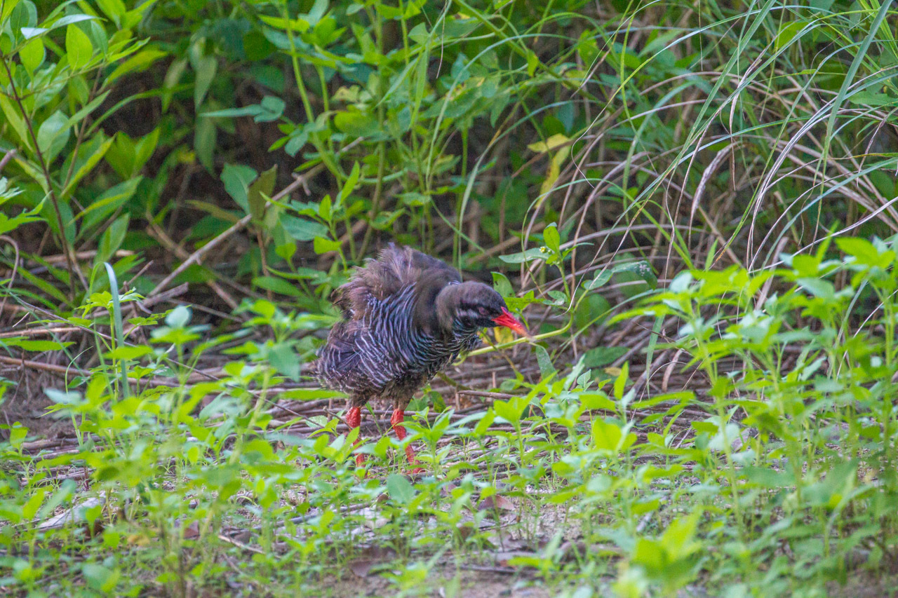 ヤンバルクイナⅡ (沖縄旅行その5)_a0052080_11401811.jpg
