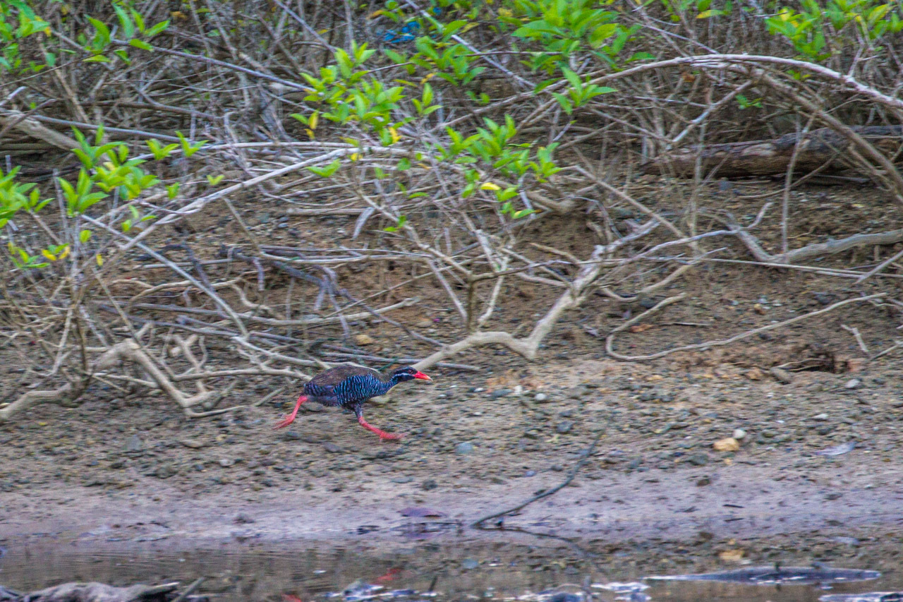 ヤンバルクイナⅡ (沖縄旅行その5)_a0052080_16480220.jpg