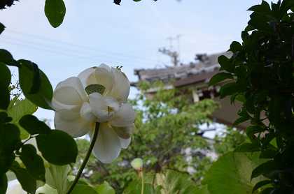 極楽寺 　終盤の双頭蓮　⑦　_c0229483_021949.jpg