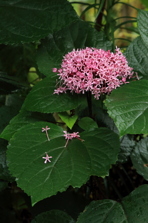 アジサイみたいな花 上川の日常