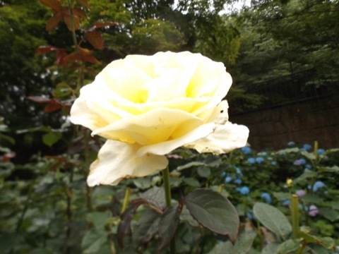 d0115985_00045666.jpeg