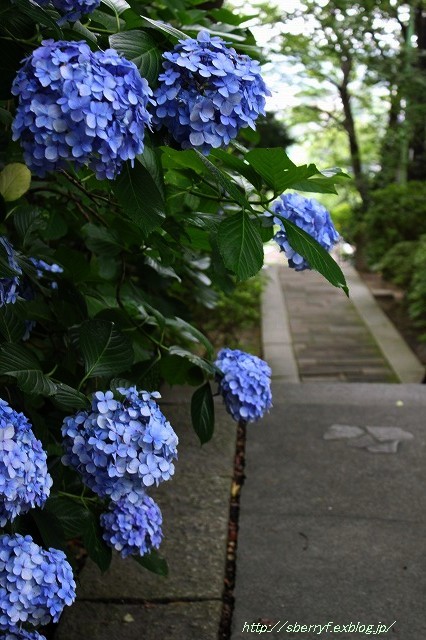 鎌倉　妙本寺　凌霄花_c0087094_11074607.jpg