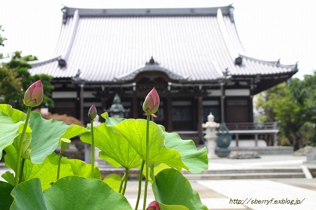 鎌倉　本覚寺　蓮_c0087094_20510995.jpg