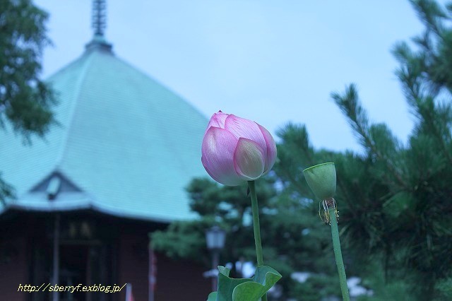 鎌倉　本覚寺　蓮_c0087094_21161112.jpg