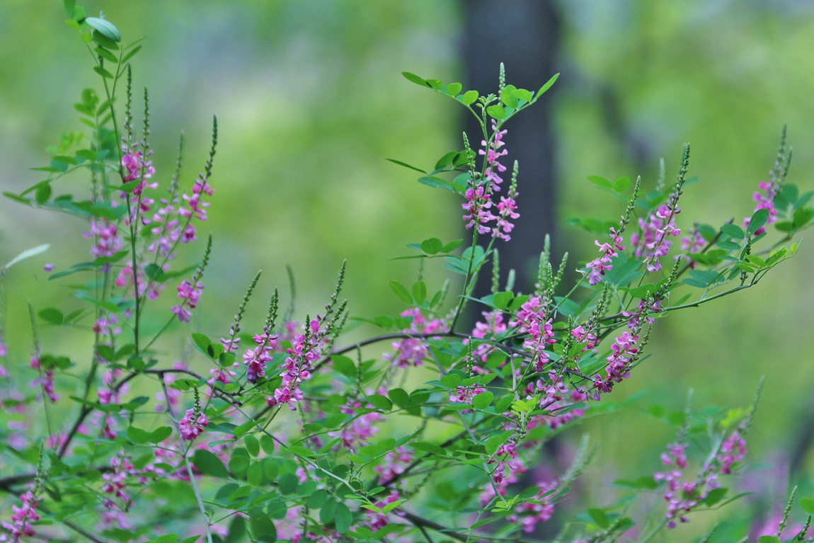 踏まれても抜かれても キダチコマツナギ 他 そよ風のつぶやき