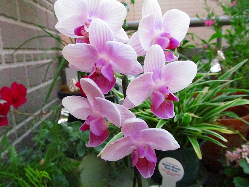 ミニ胡蝶蘭の植え替え 花 枯れました