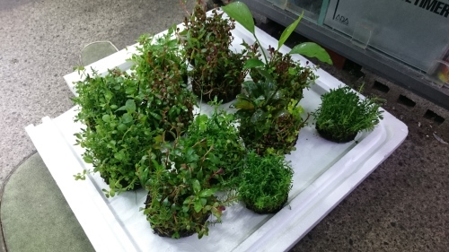 Uni-Aqu ADA News!Vol.67 ADA 水草入荷情報! _b0141806_23190849.jpg