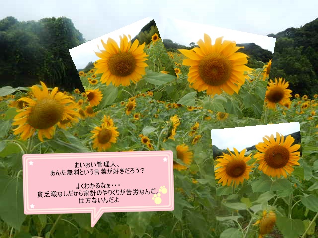 元気の出るお花ひまわり_b0352112_2004538.jpg