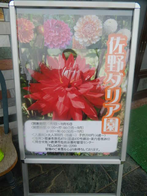 元気の出るお花ひまわり_b0352112_2012255.jpg