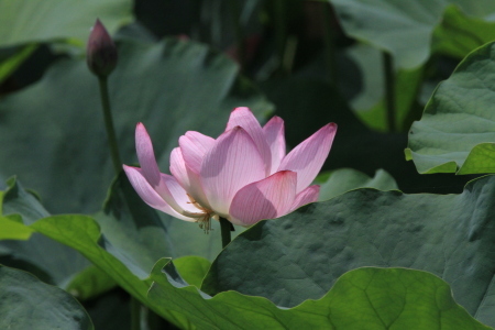 7月14日(木)  梅雨の合間の晴れ間を狙って、今日は出発!!　午後は雷雨に注意_b0369117_13384192.jpg