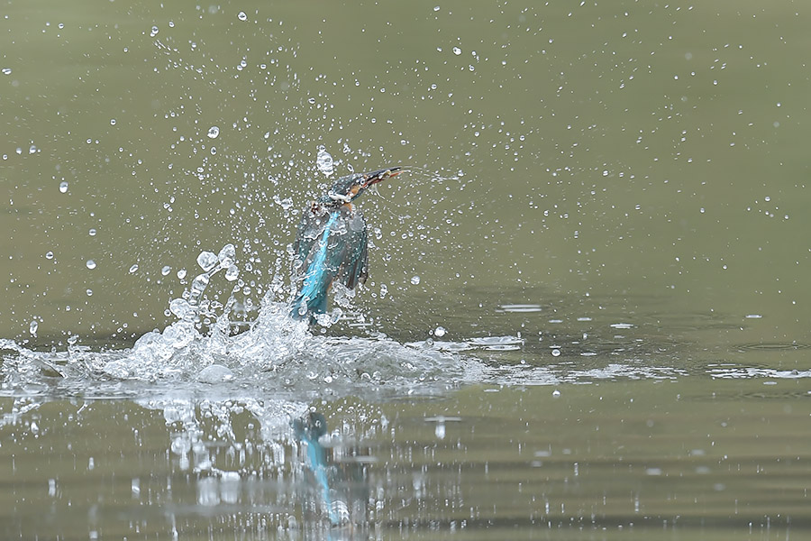 160714 雌の水物など_c0278820_18203922.jpg