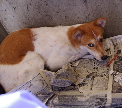 7/12センターレポート　子犬舎　　　7頭_f0078320_0261010.jpg