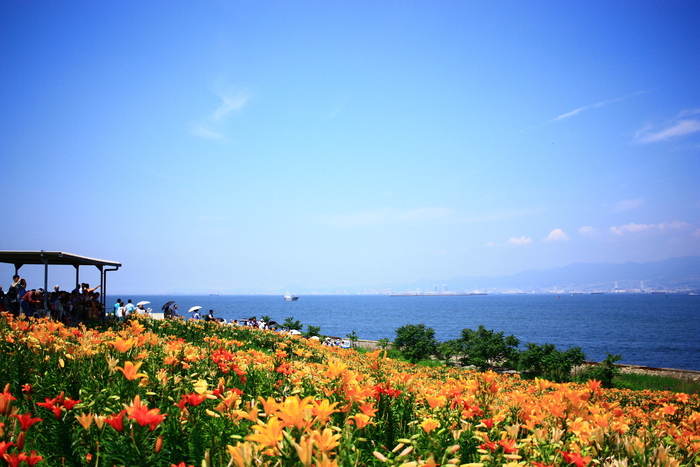 舞洲ゆり園　百合と海と空　_f0209122_18134347.jpg