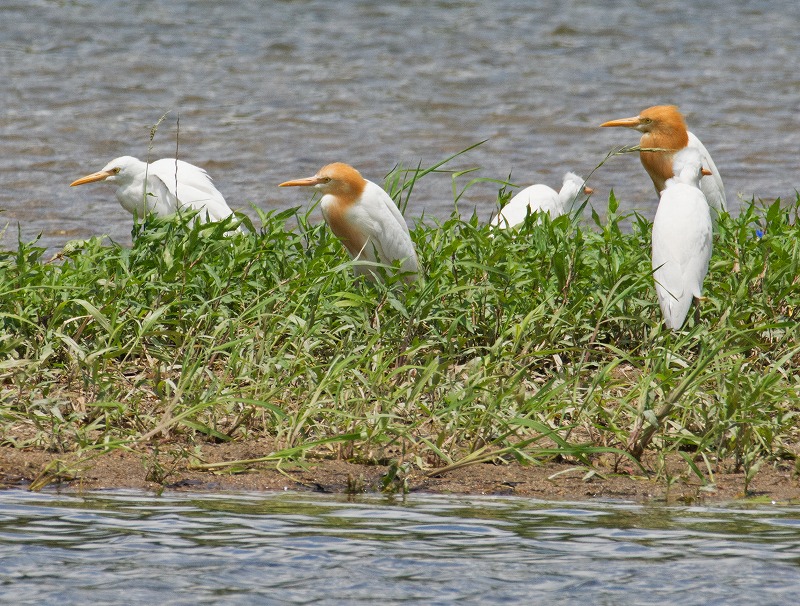 アマサギ_e0331427_922190.jpg