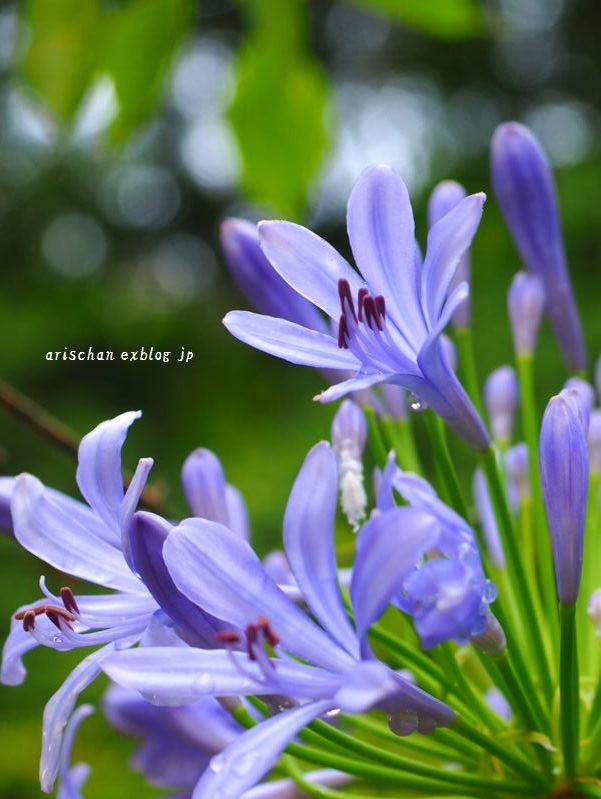 Ａgapanthus♪_f0295238_15451194.jpg