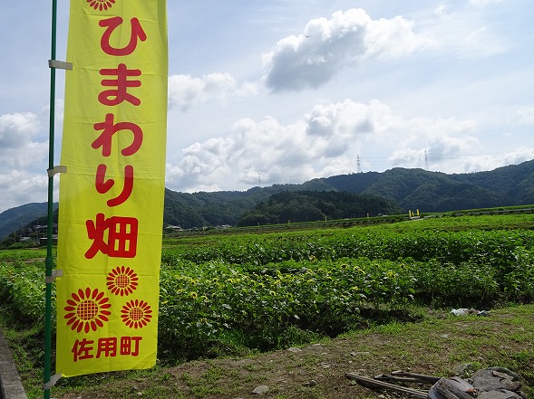 佐用町のひまわりと棚田 彩の気まぐれ写真