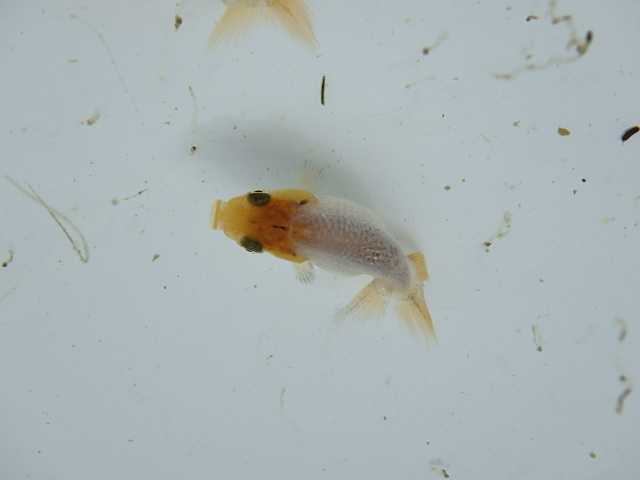 f0334143_8503320.jpg