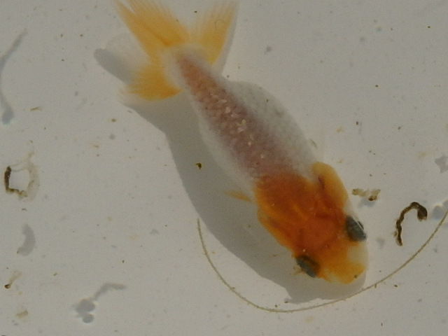 f0334143_850385.jpg