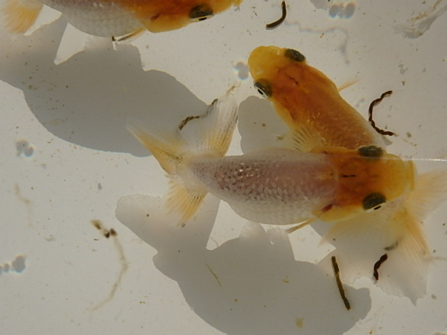 f0334143_850435.jpg