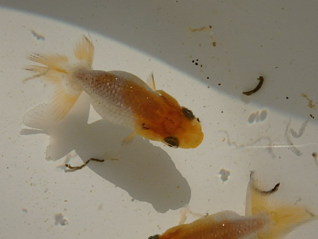 f0334143_8504989.jpg